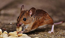 24 Hour & Emergency Exterminators in Fisher Island, FL